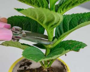 绣球花对孕妇有害吗，和洋绣球一样吗