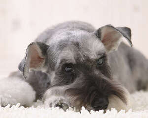 如何解决雪纳瑞厌食的问题