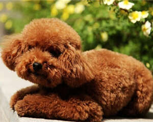 狗厕所的正确摆放位置