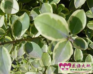 女贞的花语：永远不变的爱