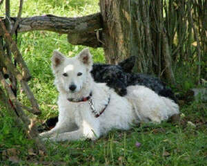 对马地犬的认知