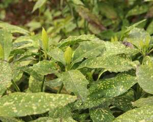 洒金榕的扦插繁殖