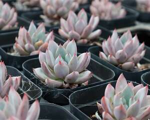 花市逛一圈，这花10块钱15棵，不买后悔死了！