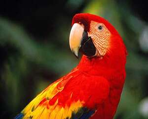 金刚鹦鹉多少钱一只?都有什么颜色?