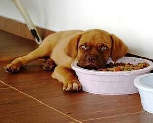 狗狗挑食怎么办？