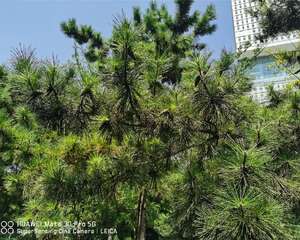 松果代表什么意义