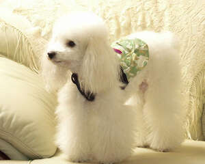 冬天喂养贵宾有何秘诀