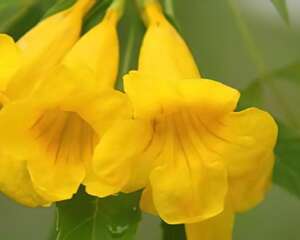 黄钟花