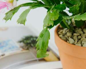 蟹爪兰适合在室内养吗