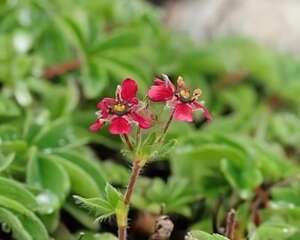 大瓣紫花山莓草图片