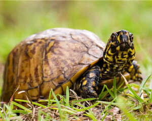 佛罗里达箱龟的环境要求