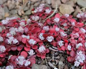 白霜/红霜 Sedum spathulifolium ssp. pruinosum