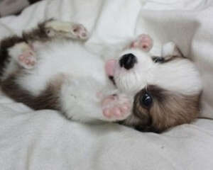 狗狗在被挠肚皮时为何会蹬腿