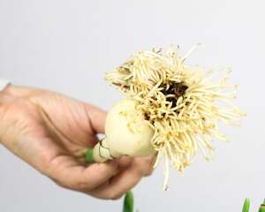 盆栽水仙花养殖方法，水仙花能在室内养吗