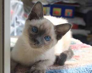 猫咪为什么喜欢上床