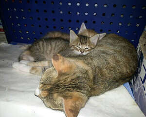 断奶猫咪如何喂食