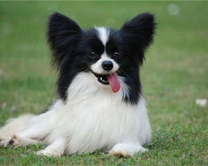 蝴蝶犬的喂食要点