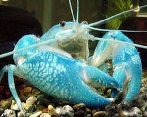 一些观赏蟹的品种介绍