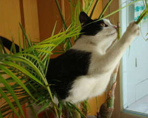 哪些猫咪容易成为“破坏王”