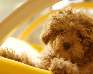 让狗狗获得充足的蛋白质