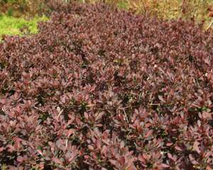 紫叶小檗种子怎么种