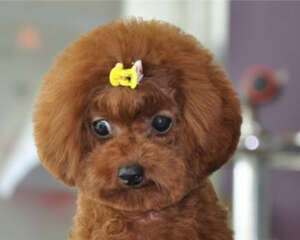 泰迪狗粮的喂食及换粮建议