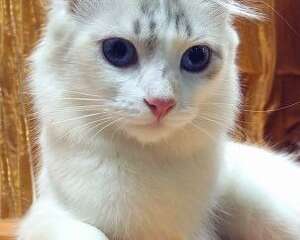 卷耳猫的日常毛发护理办法