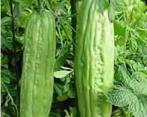 苦瓜种植方法