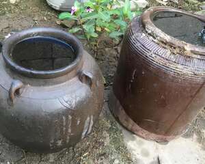 腌咸菜的坛子钻个孔，养花变成巨无霸，再也不买花盆了！