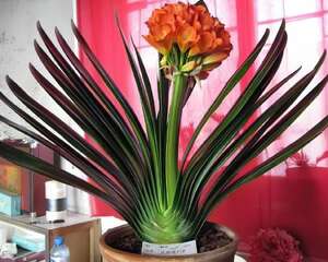 待到万物复苏时，我以我铭羡旁人—君子兰