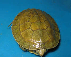 潘氏闭壳龟的品种简介
