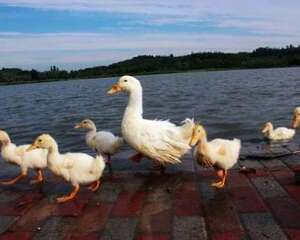 鸭小肚批发,鸭子陪伴小主人一起睡觉!