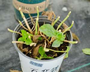 八仙花（绣球花）的传说