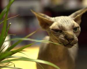 恐怖的加拿大无毛猫有什么特点您知道吗