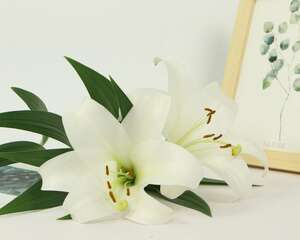 百合花谢了以后怎么办