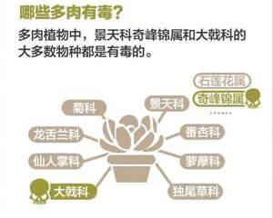 部分多肉植物含毒液，玩肉人必需要了解