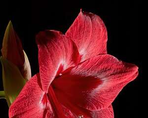 朱顶红的栽培养护