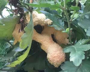 盆里冒出这个东西，赶紧扔掉，立马换盆！