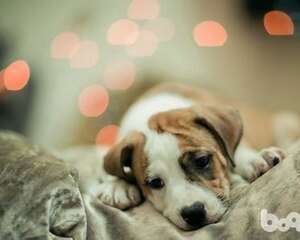 狗狗会无聊吗，狗狗无聊都会做什么？