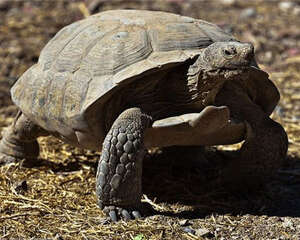 沙漠地鼠龟