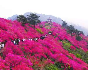 杜鹃花的花语与杜鹃花的传说