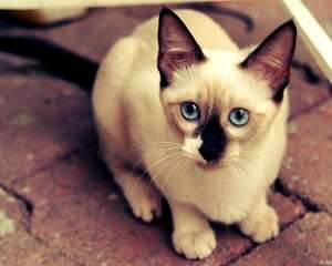怎么培养猫咪吃饭的规矩？