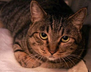 关注猫咪的糖尿病问题