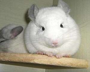 龙猫好养吗 龙猫怎么养