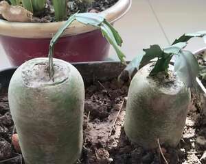 蟹爪兰插萝卜上，也能嫁接？这波操作令人窒息！