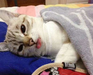 猫咪在手术之后的照顾及注意事项