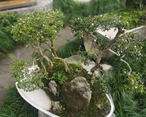 六月雪的盆景制作方法