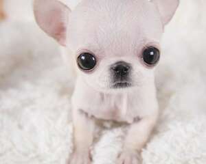 不养吉娃娃的六大理由