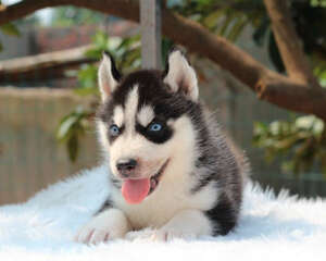 如何让幼犬哈士奇适应新家