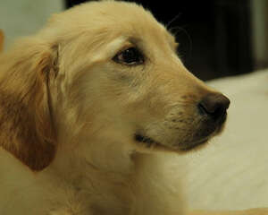 金毛犬厌食怎么办